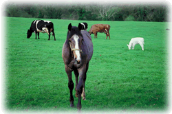 Equine Pasture Mix